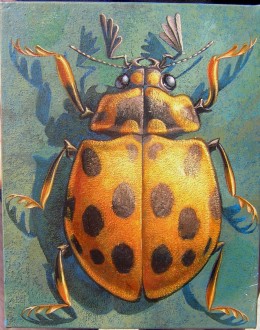 Coccinelle jaune