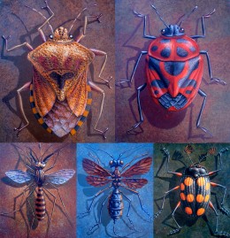 Insectes (1)